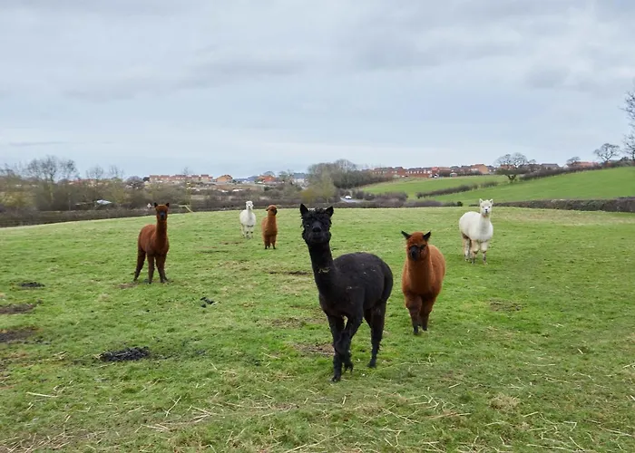 Host & - Lowcross Hébergement de vacances